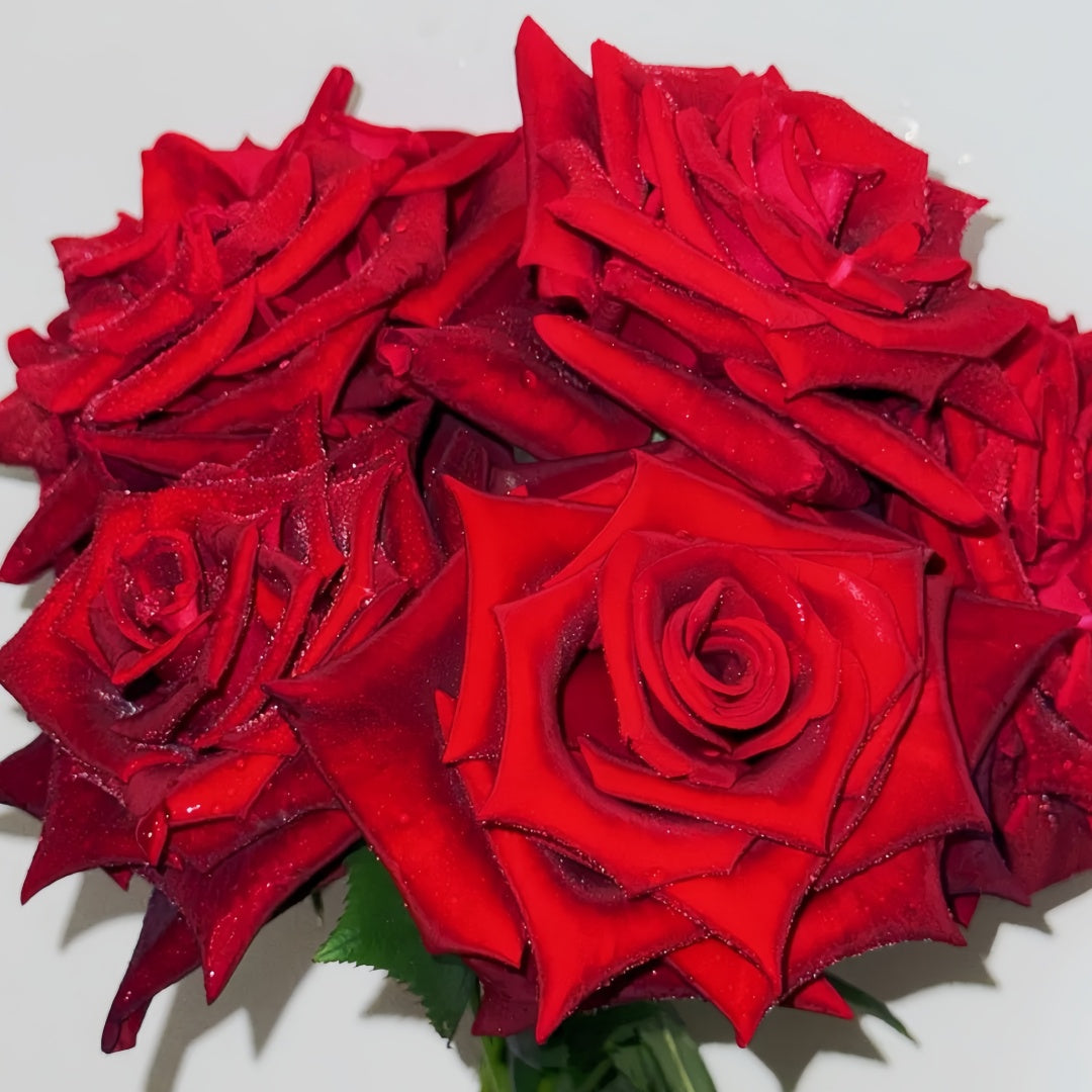 Black magic Rose
