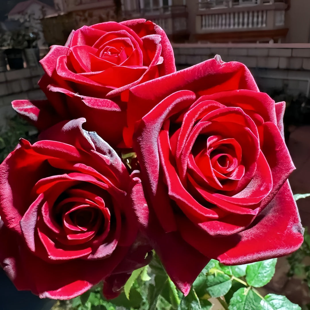 Black magic Rose