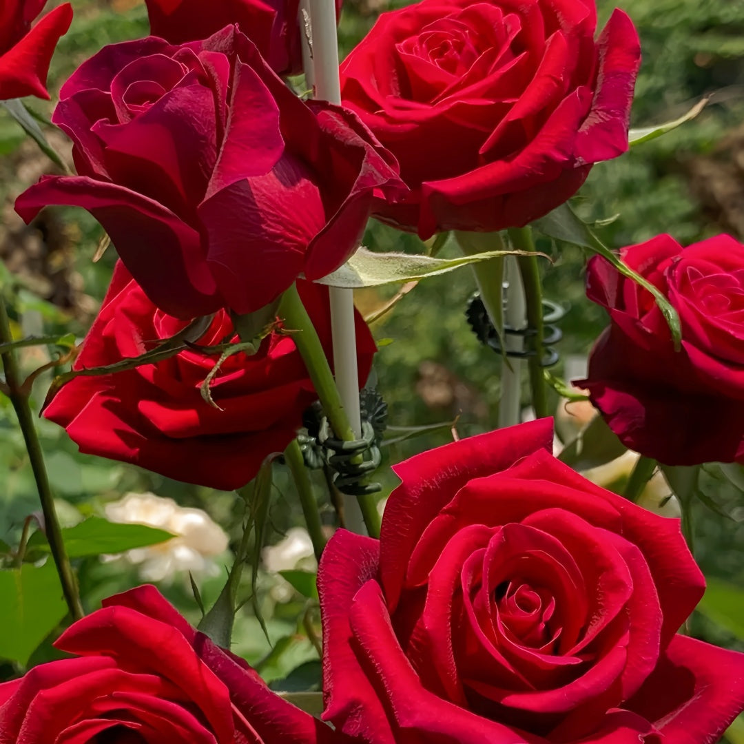 Black magic Rose