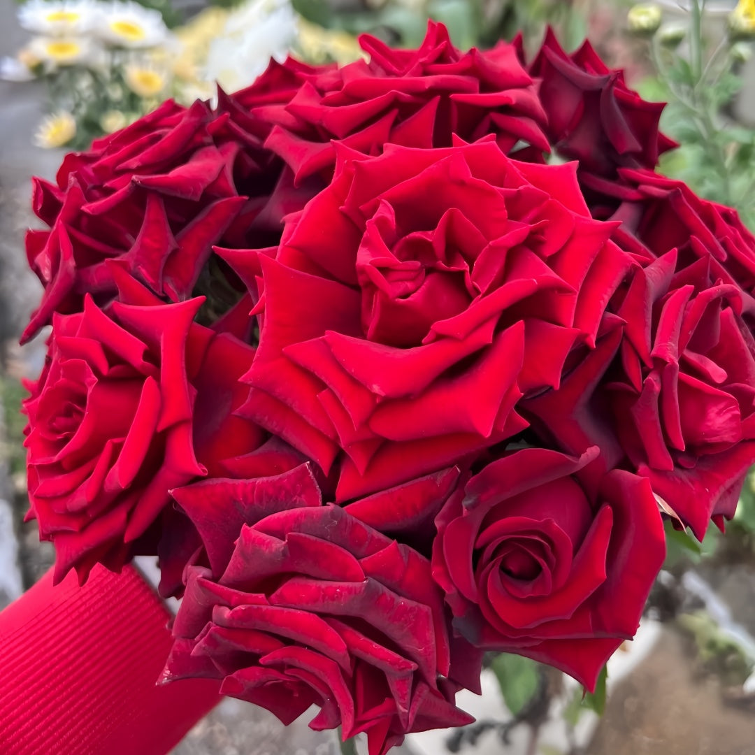 Black magic Rose