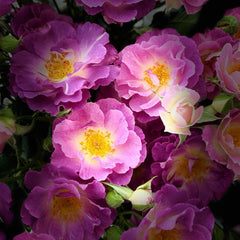Blue For You Rose-蓝色梦想｜English shrub rose｜1 Gallon Plant