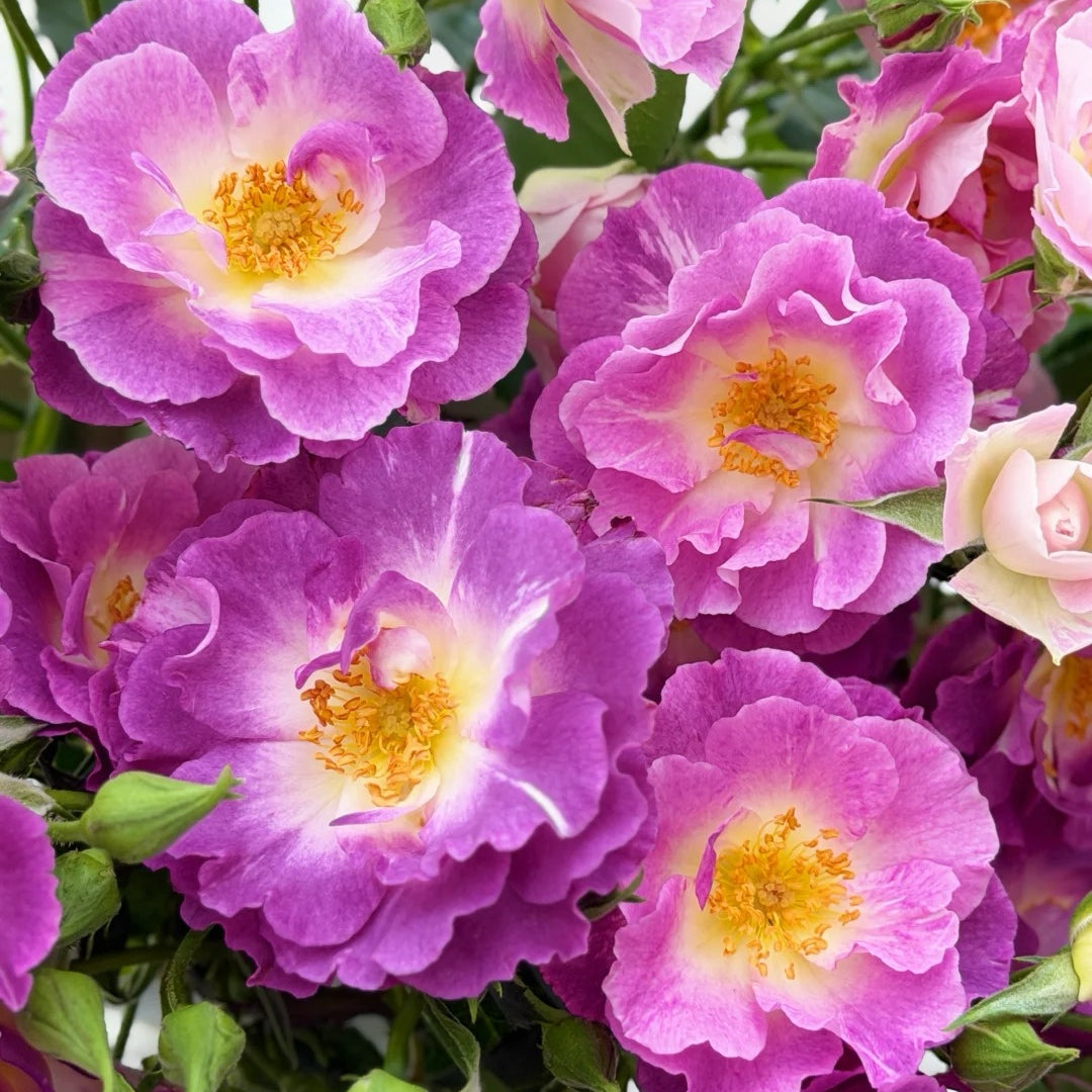 Blue For You Rose-蓝色梦想｜English shrub rose｜1 Gallon Plant