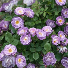 Blue For You Rose-蓝色梦想｜English shrub rose｜1 Gallon Plant