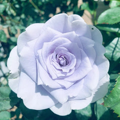 Blue Gravity Rose