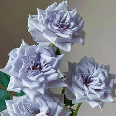 Blue Gravity Rose