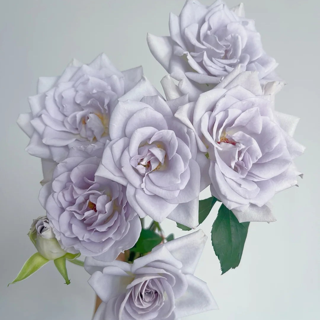 Blue Gravity Rose