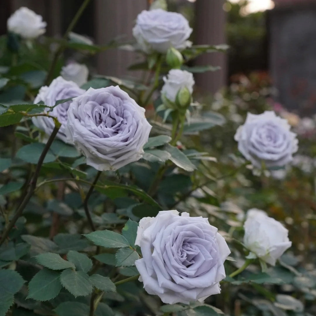 Blue Gravity Rose