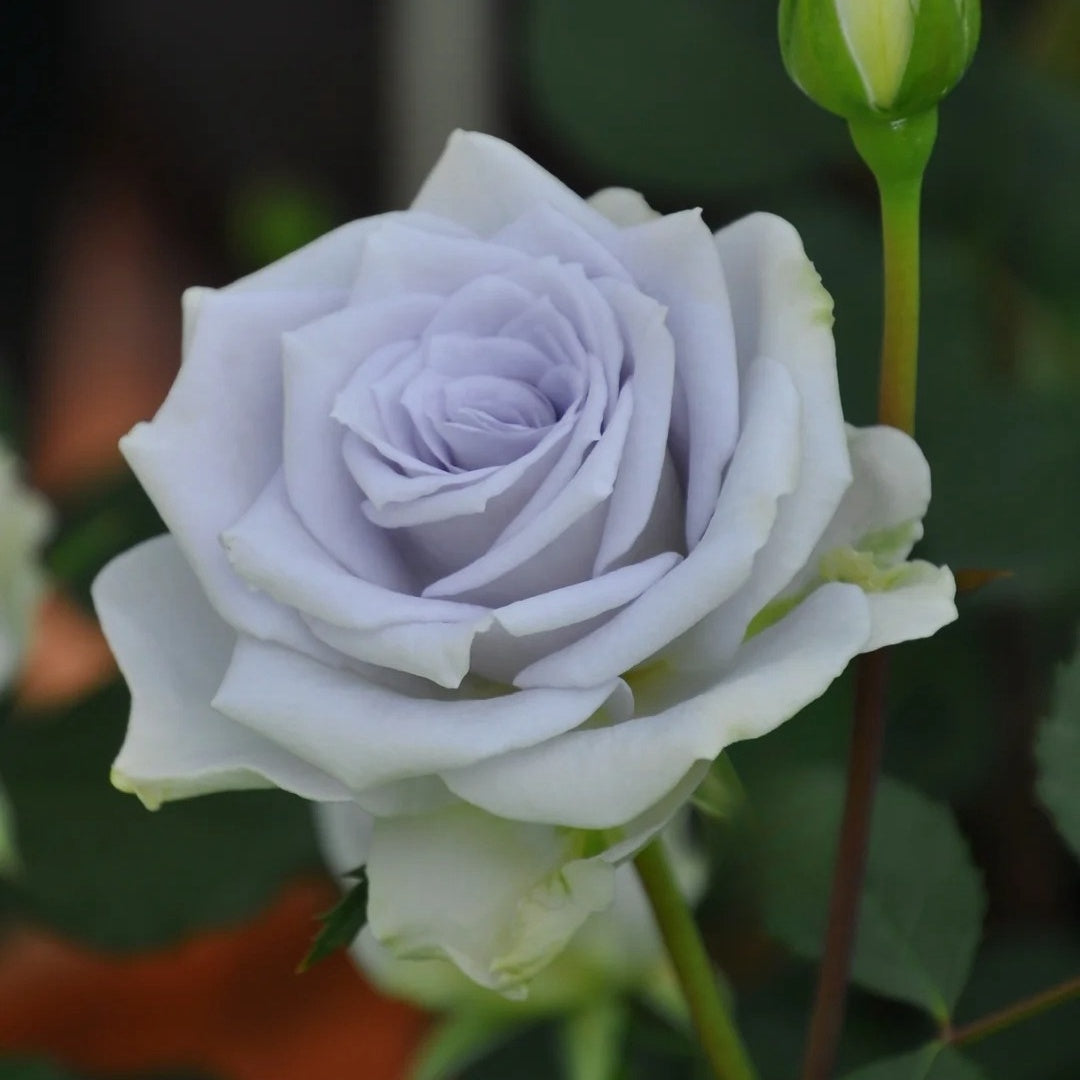 Blue Gravity Rose