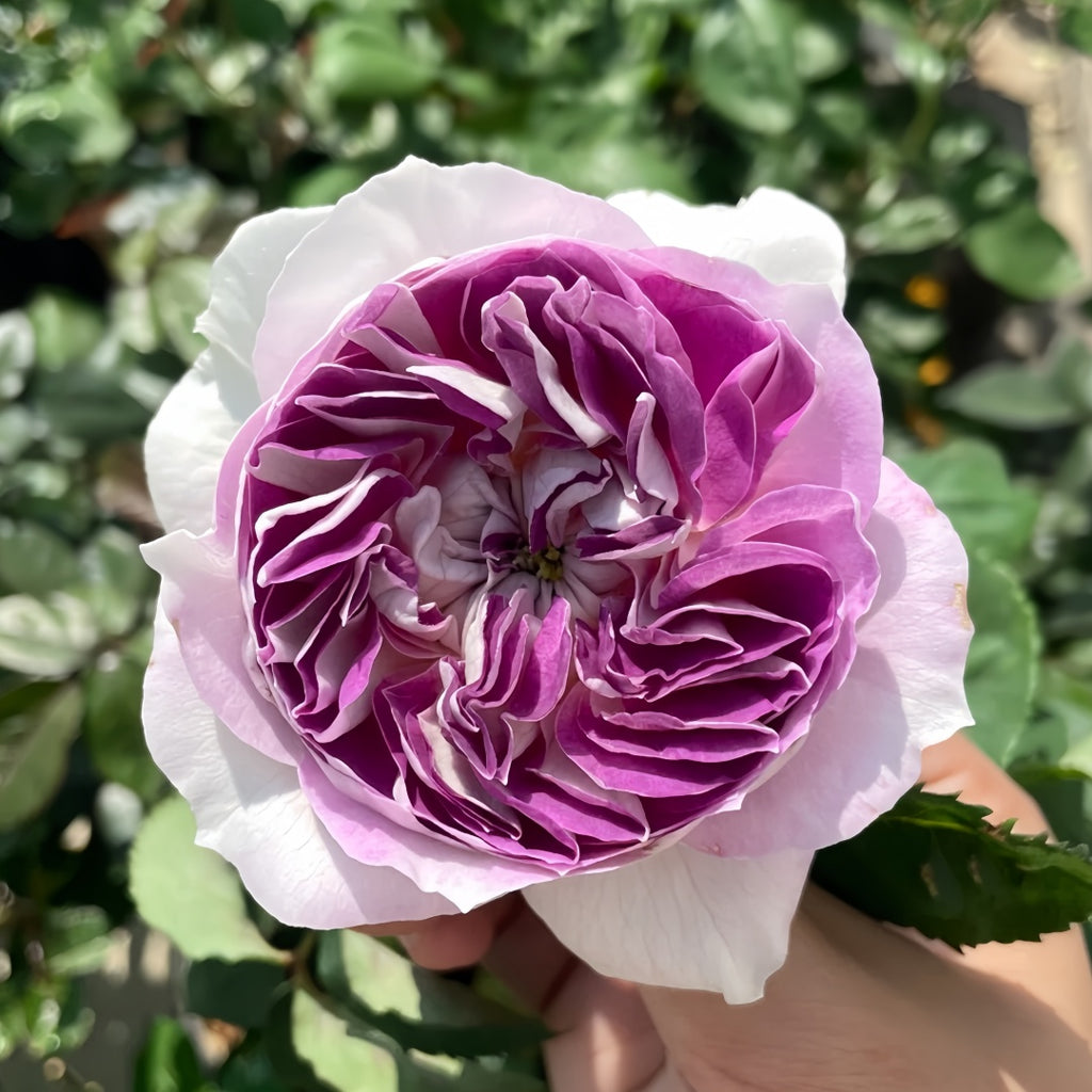 Blue moon stone. 蓝月石 Japanese Rose. Continue Blooming. Blooming