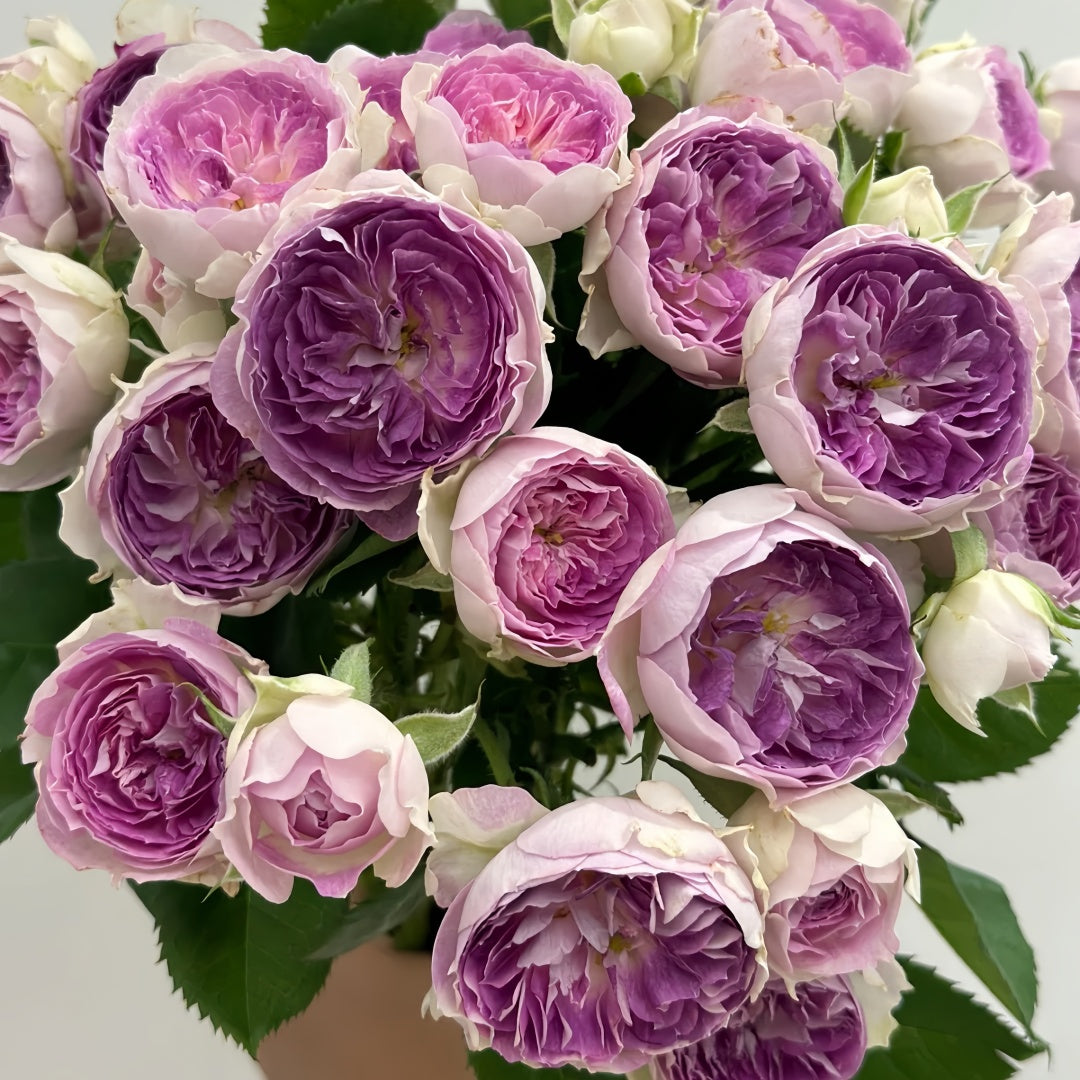 Blue moon stone Rose