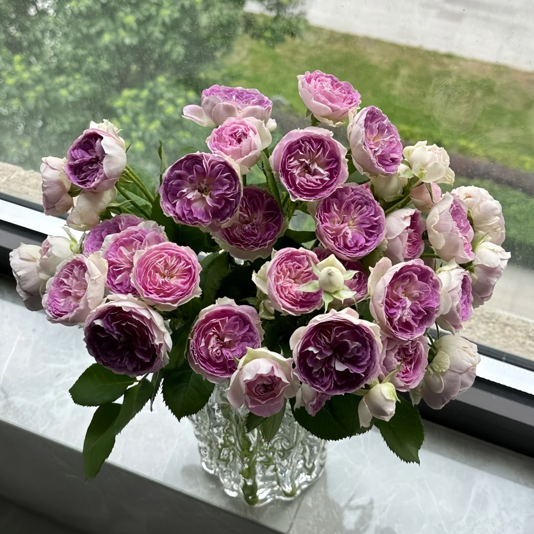 Blue moon stone Rose