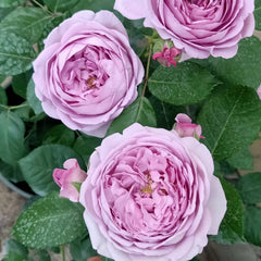 Blue storm Rose