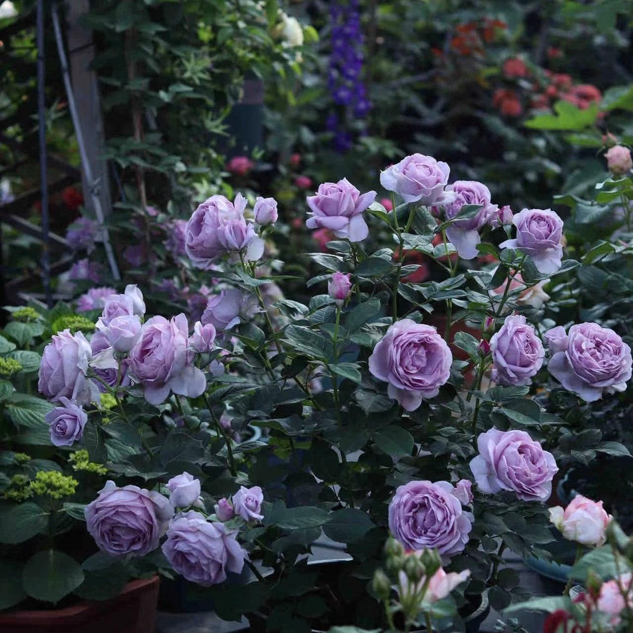 Blue storm Rose