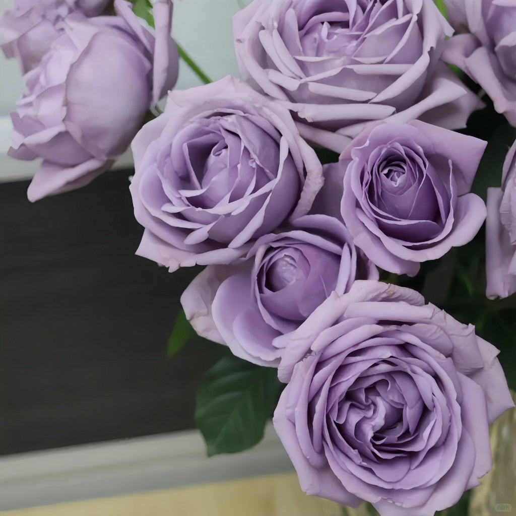 Blue storm Rose