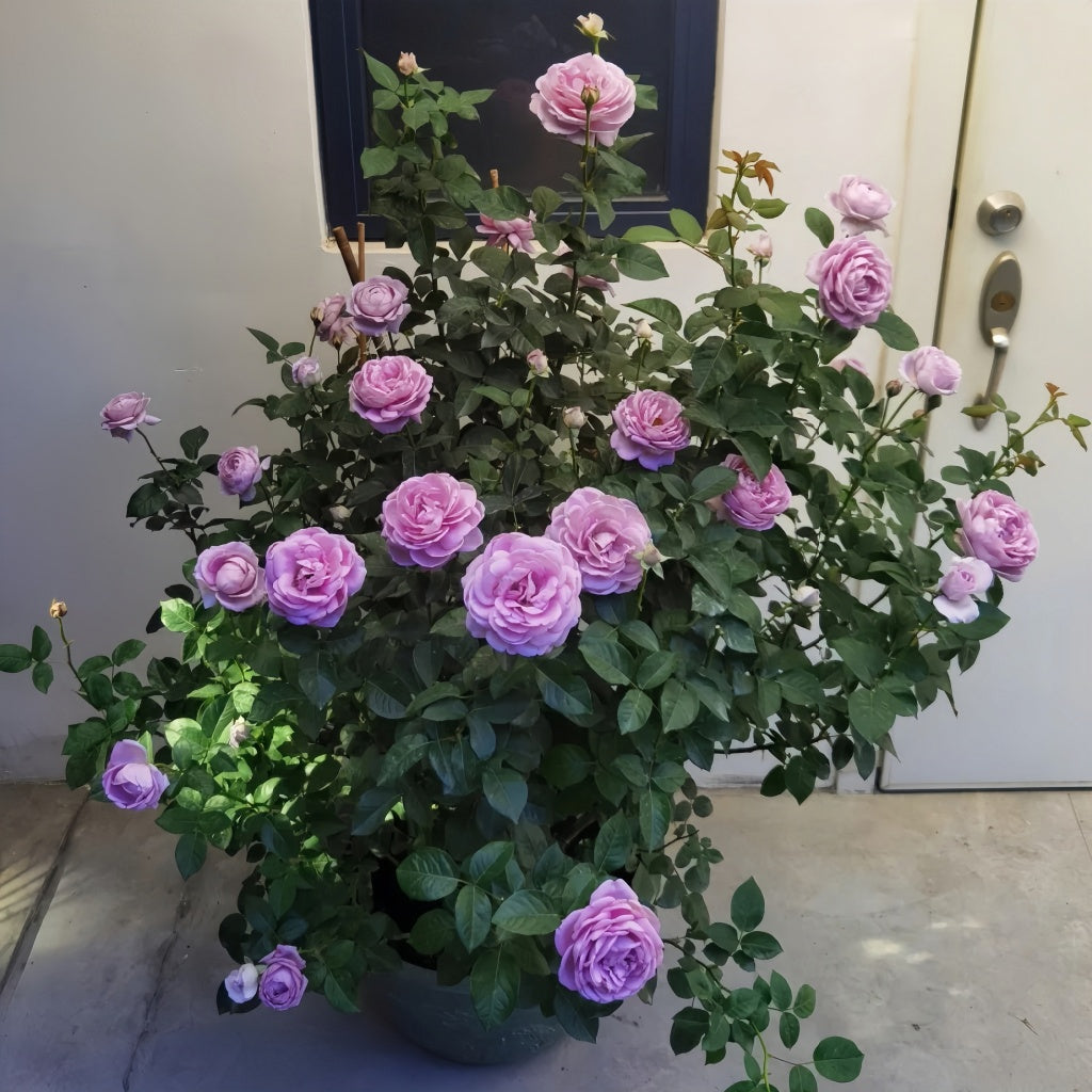 Blue storm Rose