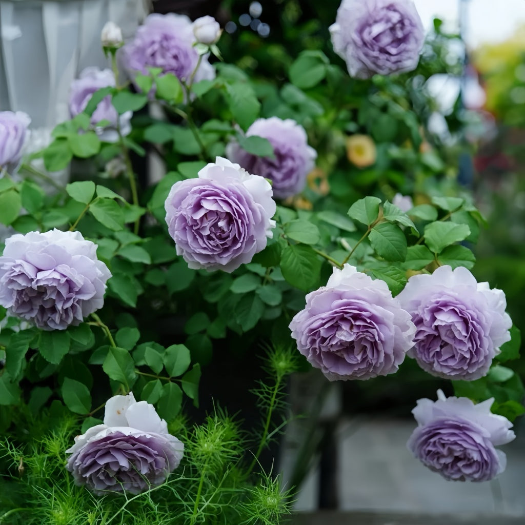 Blue storm Rose