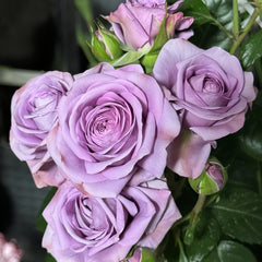 Blue storm Rose