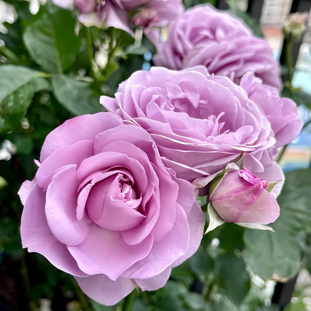 Blue storm Rose