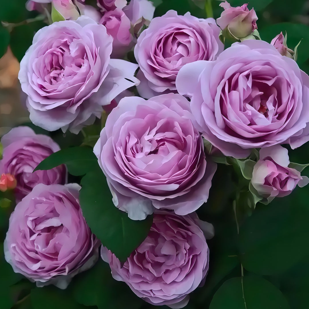 Blue storm Rose