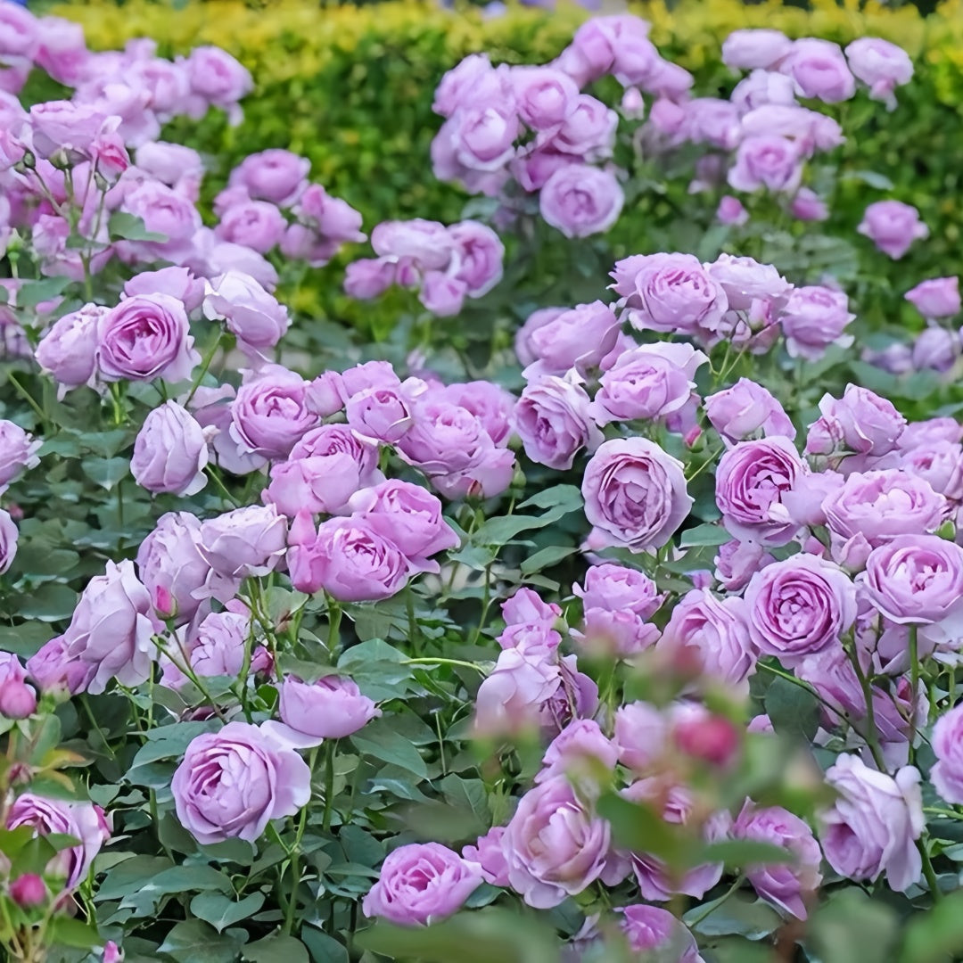 Blue storm Rose