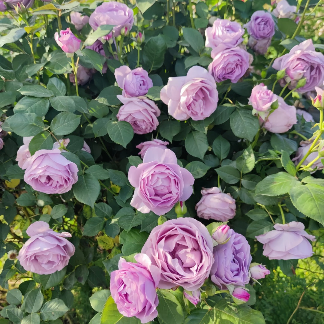 Blue storm Rose