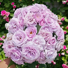 Blue storm Rose-蓝色风暴｜Japanese Shrub Rose – Ergongzy Roses