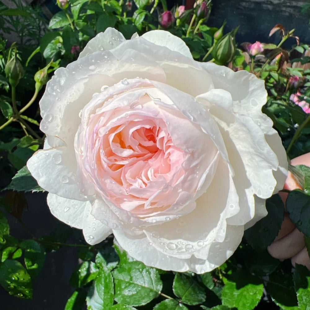Bolero Rose