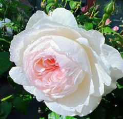 Bolero Rose