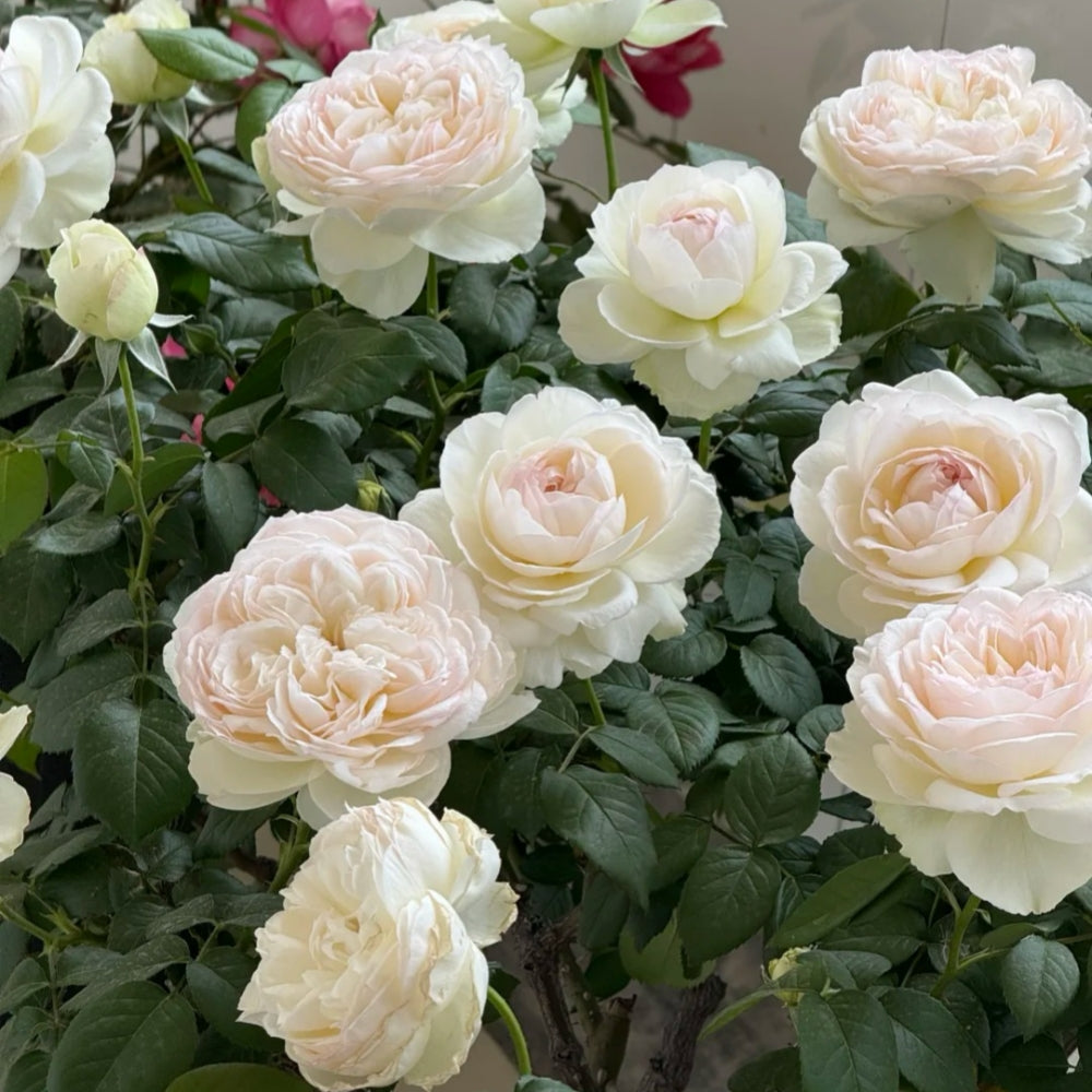 Bolero Rose
