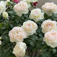 Bolero Rose