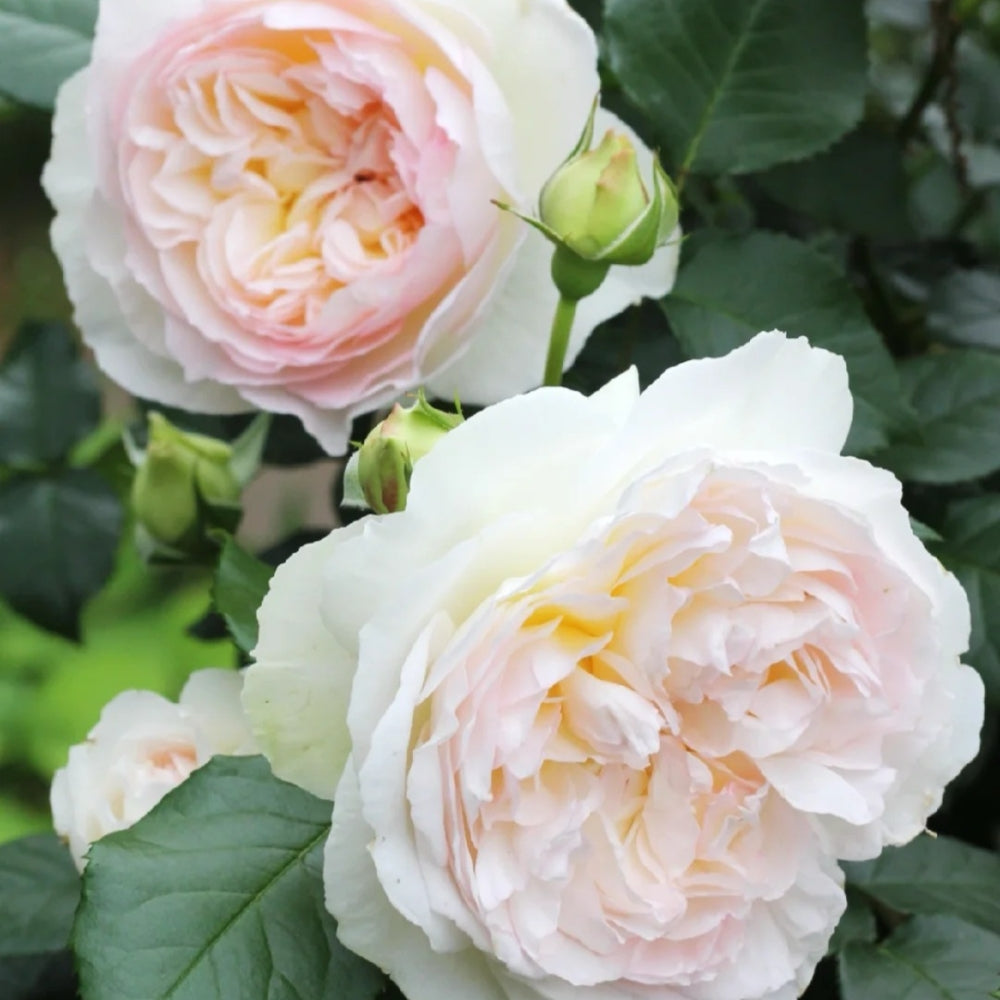 Bolero Rose