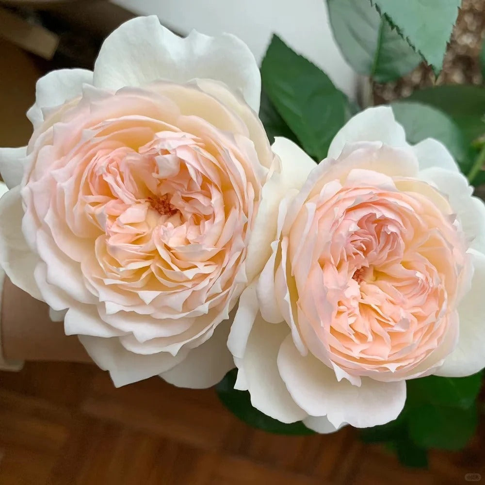 Bolero Rose