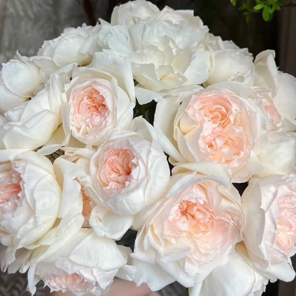 Bolero Rose