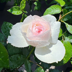 Bolero Rose