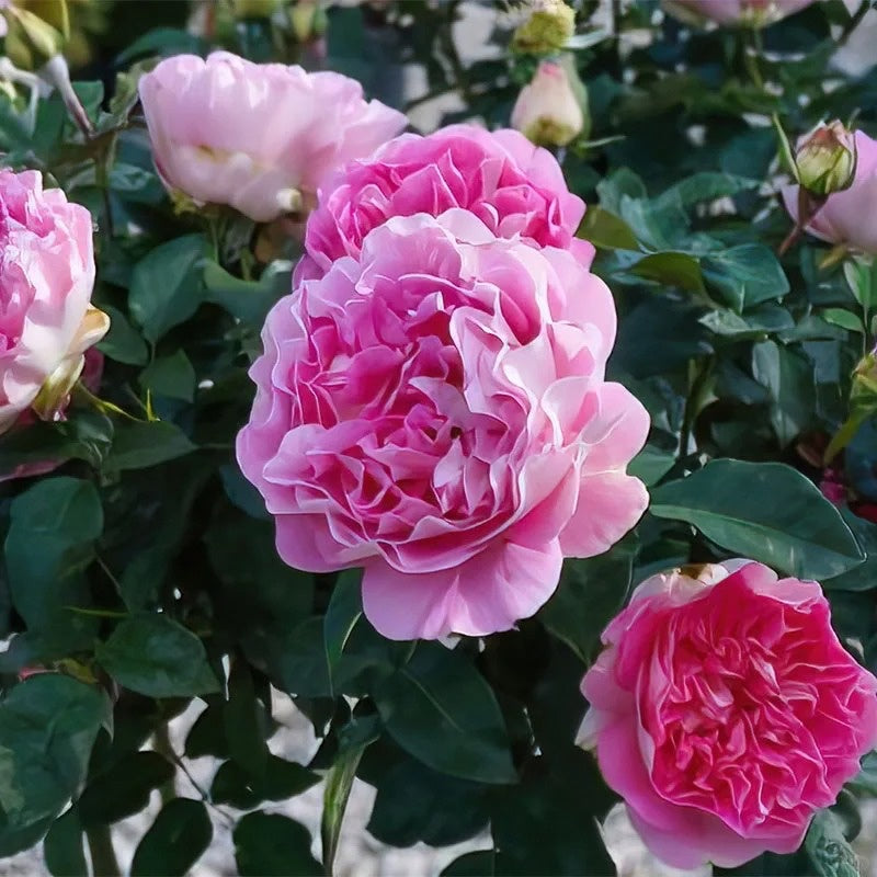 Borneo Odore Rose