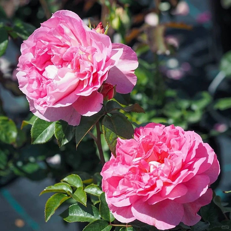 Borneo Odore Rose