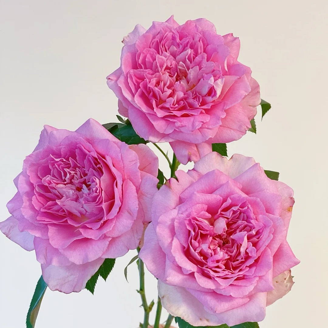 Borneo Odore Rose