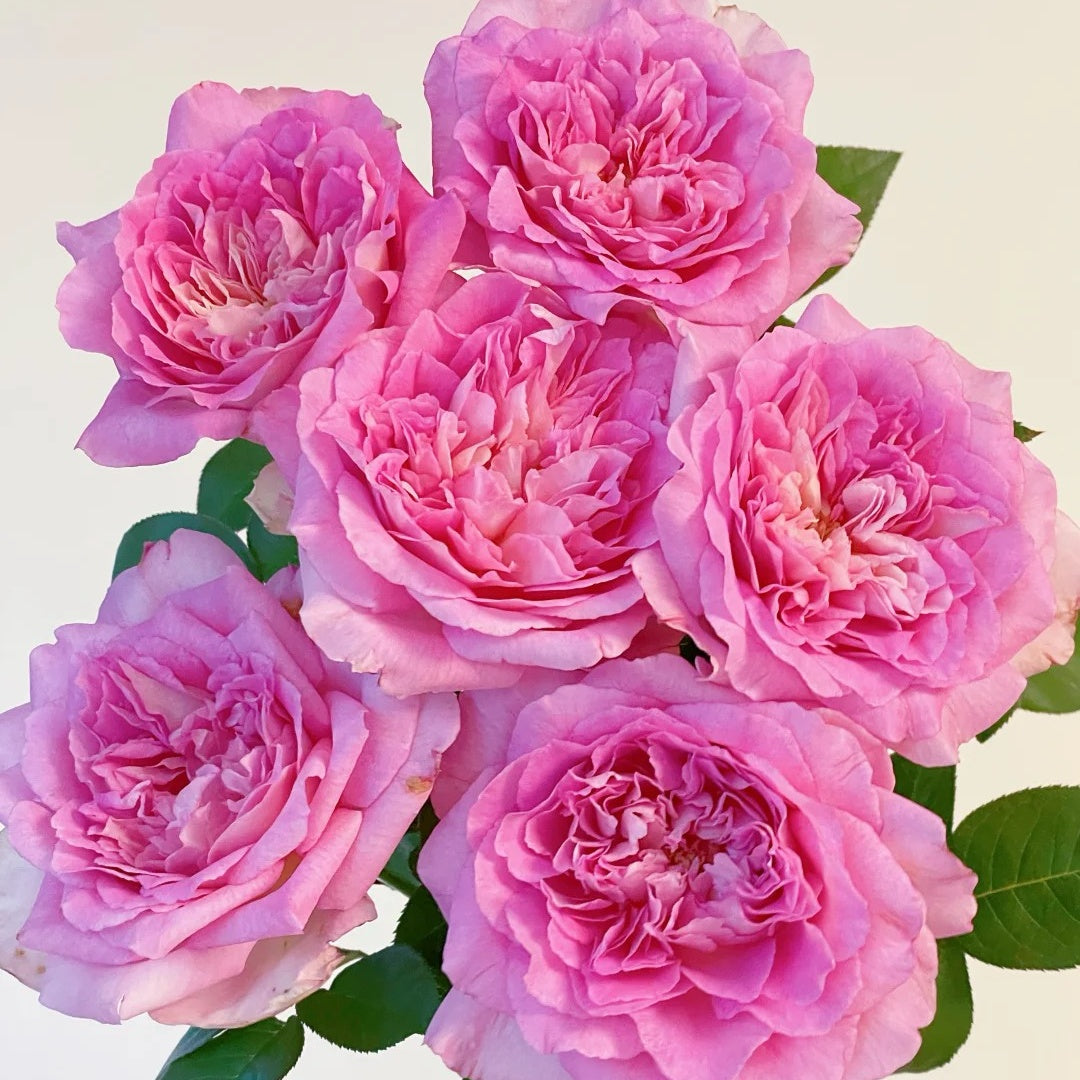 Borneo Odore Rose