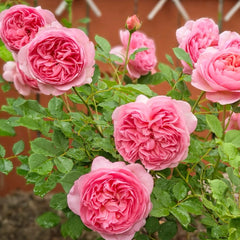 Boscobel® Rose – David Austin English Shrub Rose – Fragrant Coral to Salmon Pink Blooms – Live Plant in 3 Gallon Pot