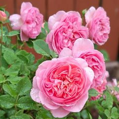 Boscobel® Rose – David Austin English Shrub Rose – Fragrant Coral to Salmon Pink Blooms – Live Plant in 3 Gallon Pot