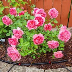 Boscobel® Rose – David Austin English Shrub Rose – Fragrant Coral to Salmon Pink Blooms – Live Plant in 3 Gallon Pot
