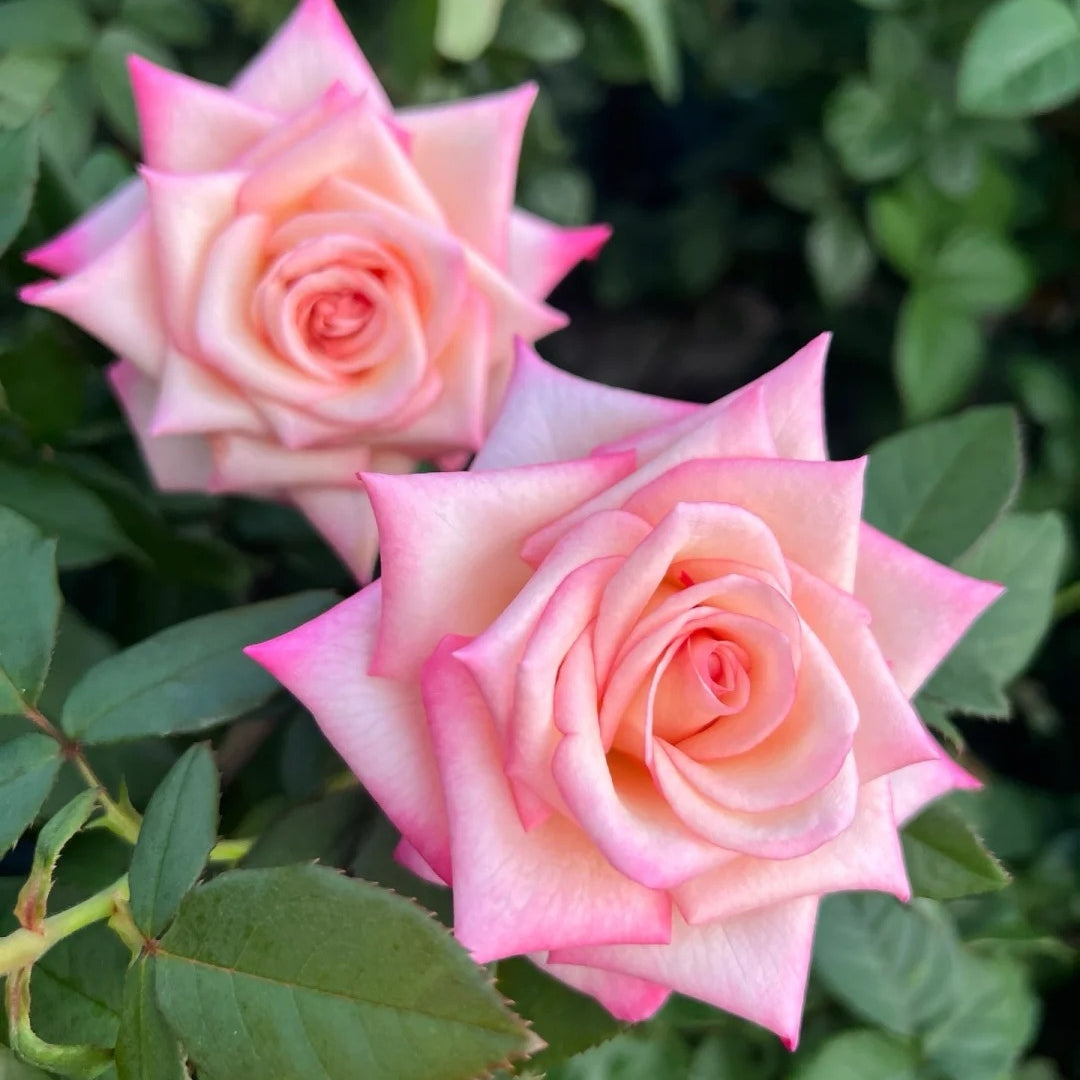 BouLevard Rose