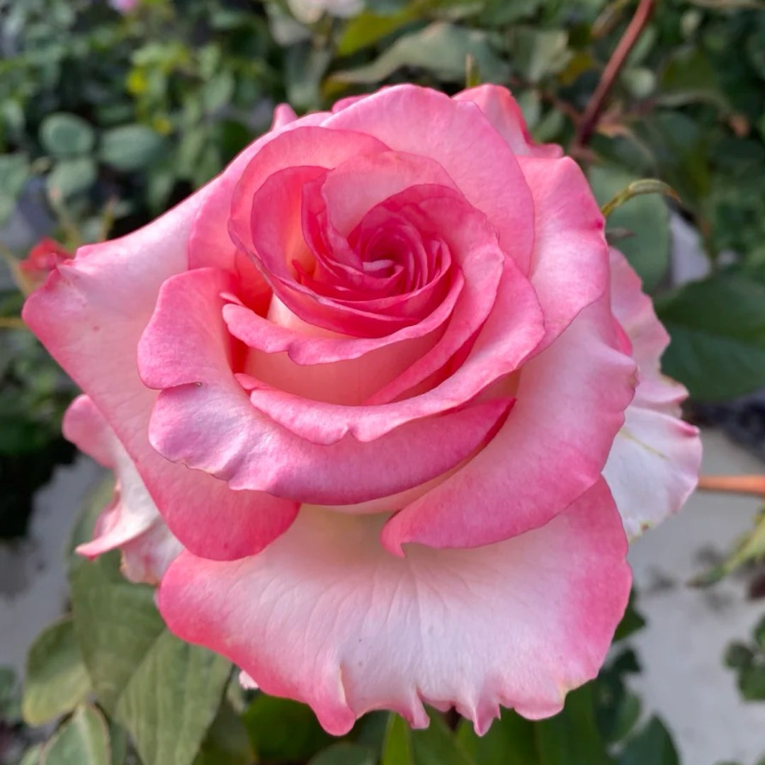 BouLevard Rose