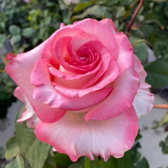 BouLevard Rose