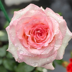 BouLevard Rose