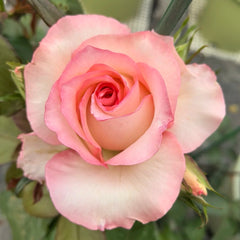 BouLevard Rose