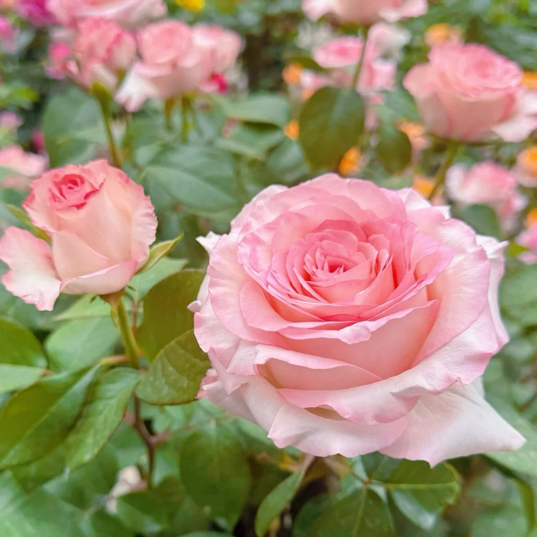 BouLevard Rose