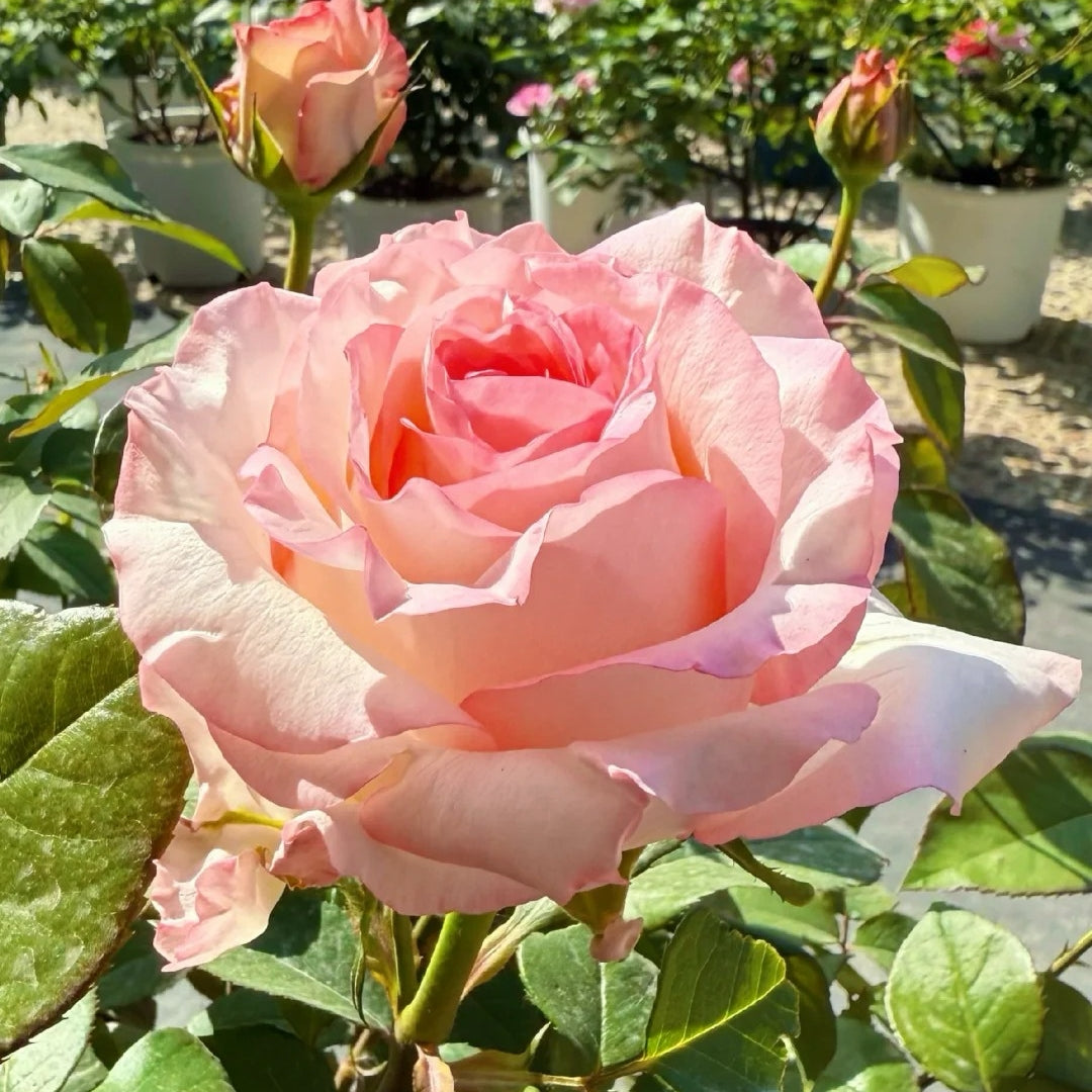 BouLevard Rose