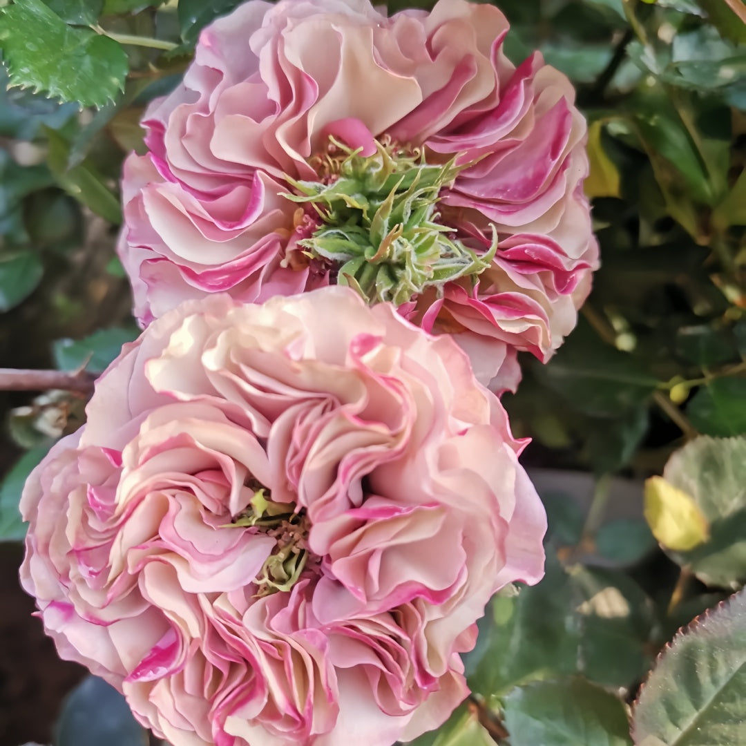 Bourbon Street Rose-波本街｜Netherlands Cut Rose – Ergongzy