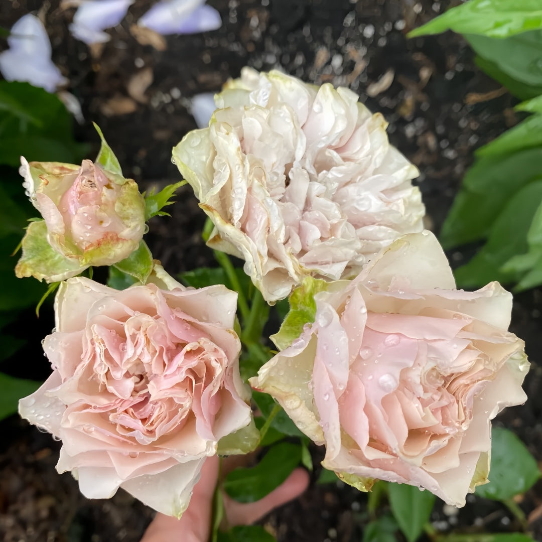 Bourbon Street Rose